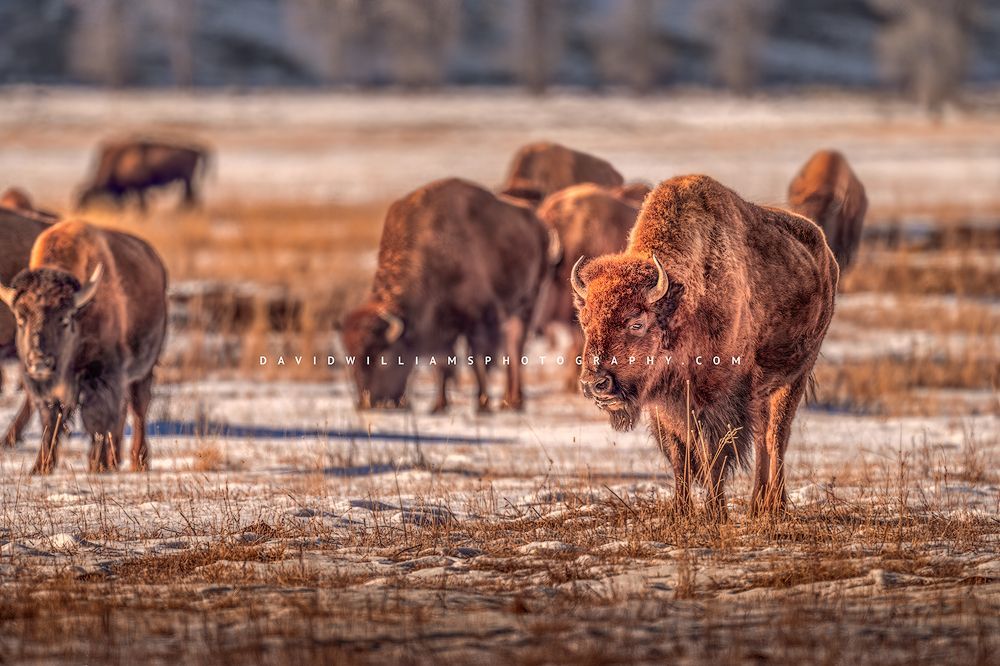 American Bison GP NZ94977