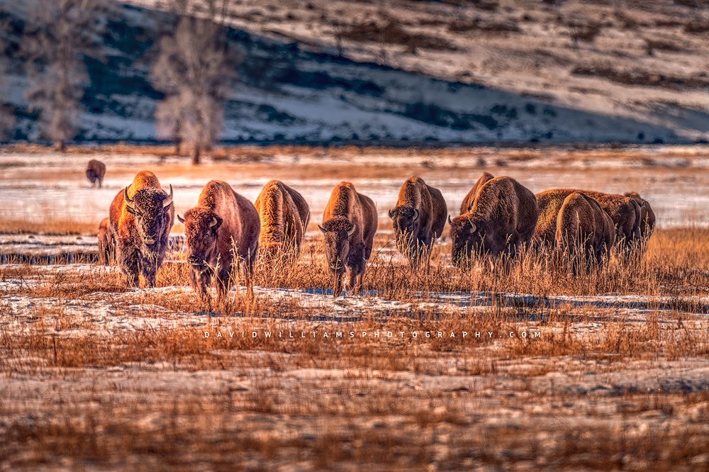 American Bison GP NZ95140