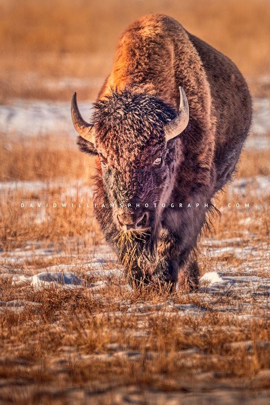 American Bison S NZ95220