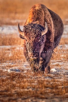 American Bison S NZ95220