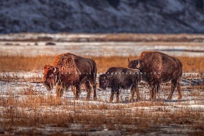 American Bison GP NZ95124