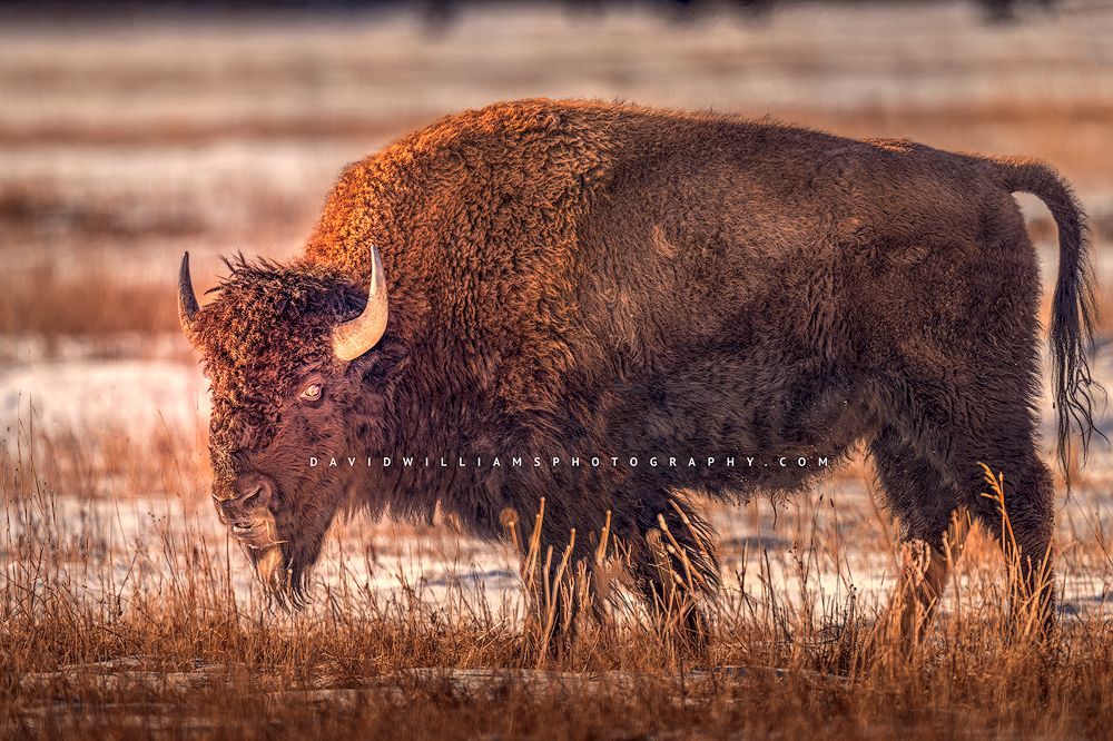 American Bison S NZ95298