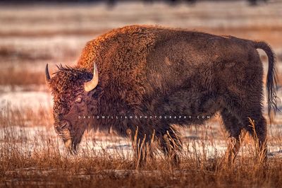American Bison S NZ95298