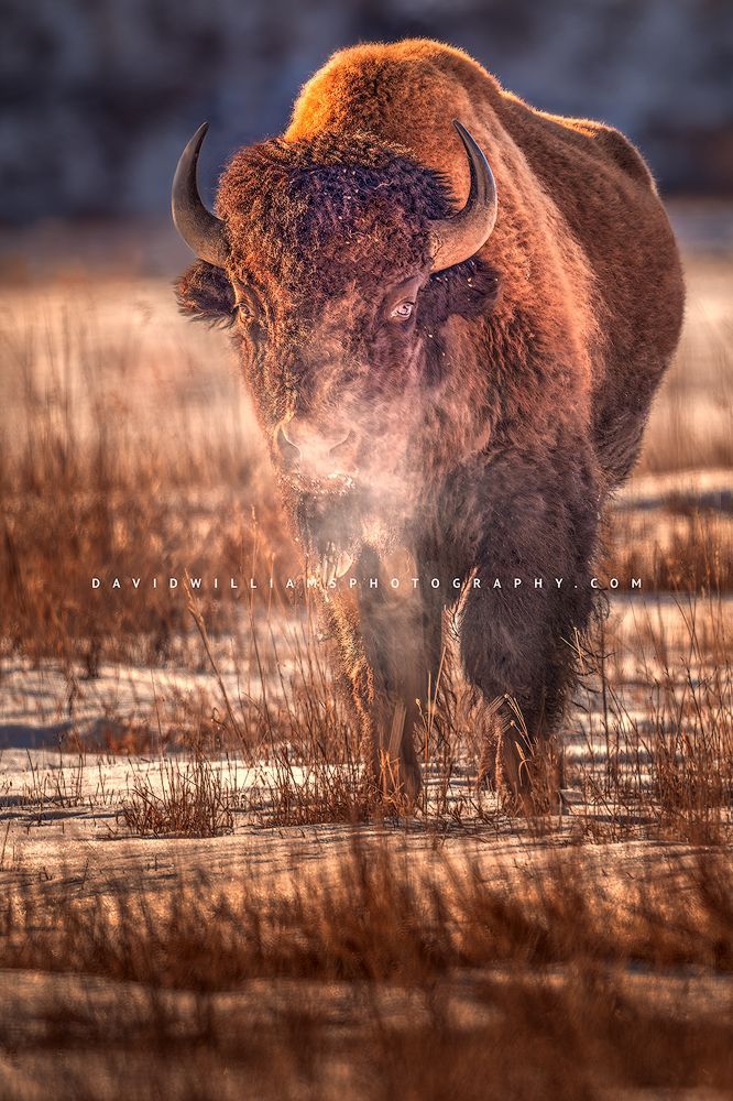 American Bison S NZ95309