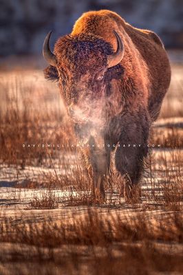 American Bison S NZ95309