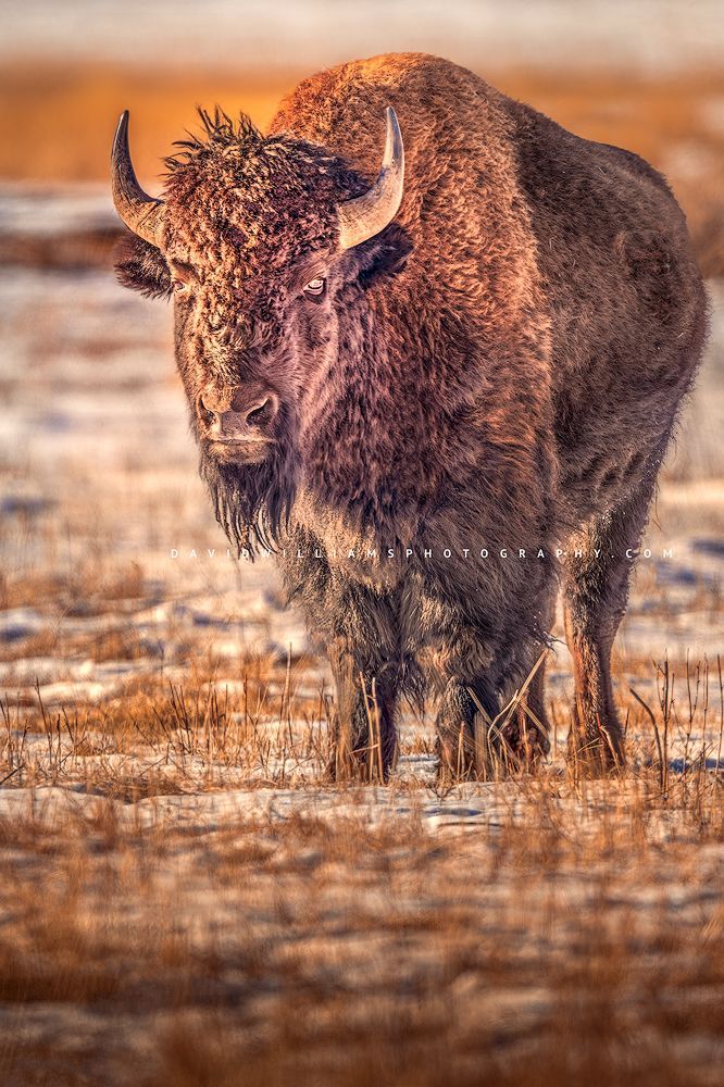 American Bison S NZ95272