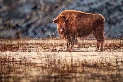 American Bison S NZ95040