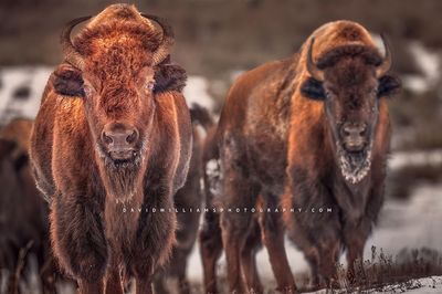 American Bison GP NZ96321