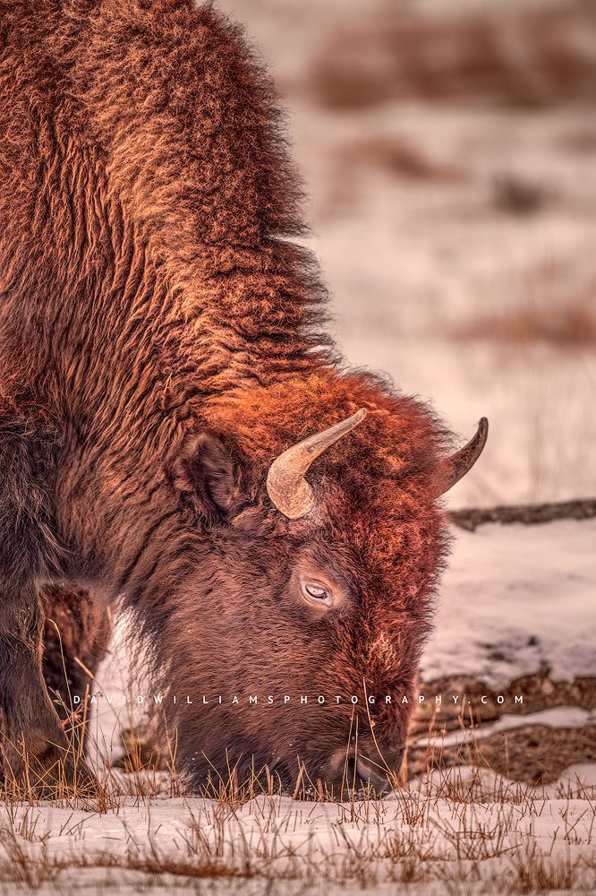American Bison S NZ95911