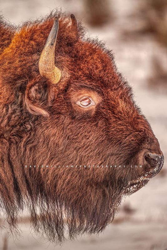 American Bison S NZ96011