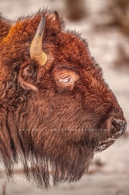 American Bison S NZ96011
