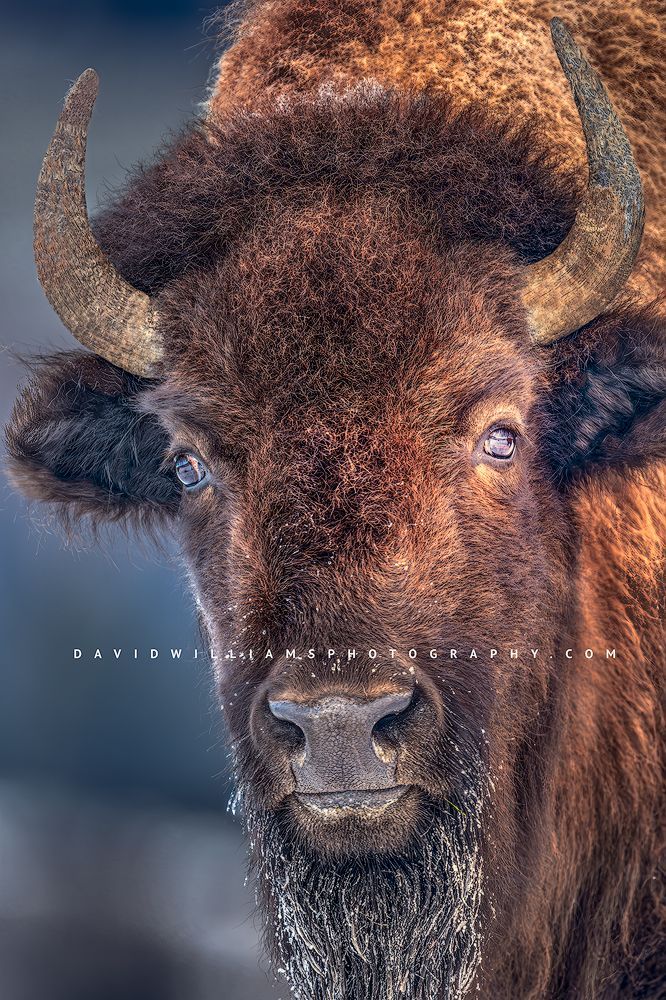 American Bison S NZ96460