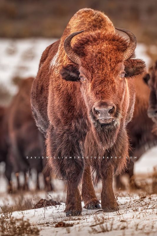 American Bison GP NZ96364