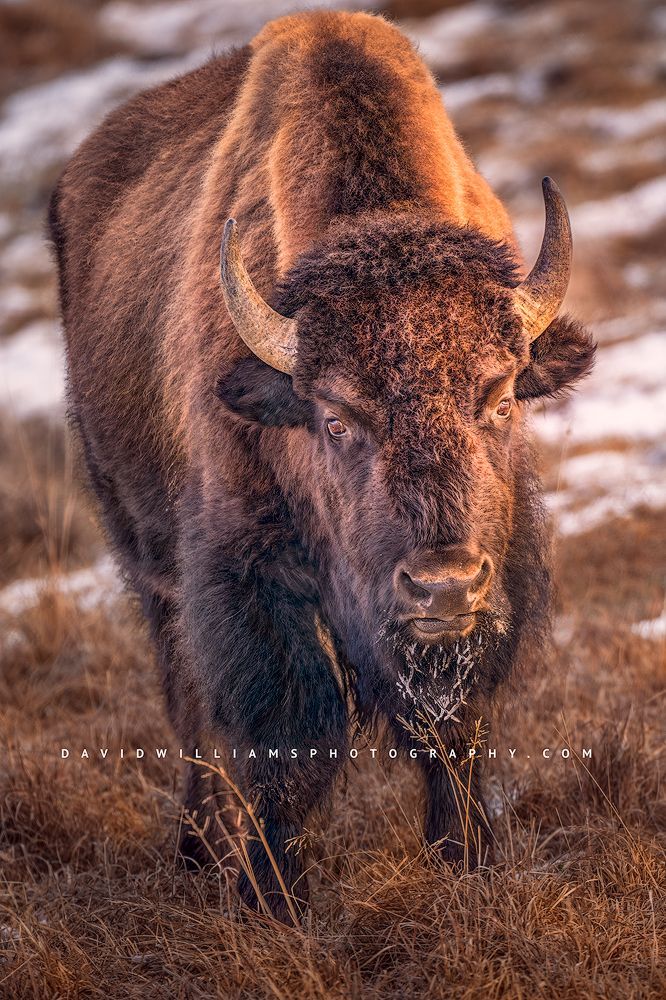 American Bison S NZ96529