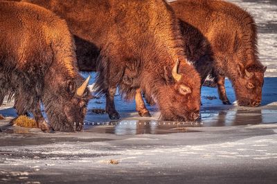 American Bison GP NZ96930