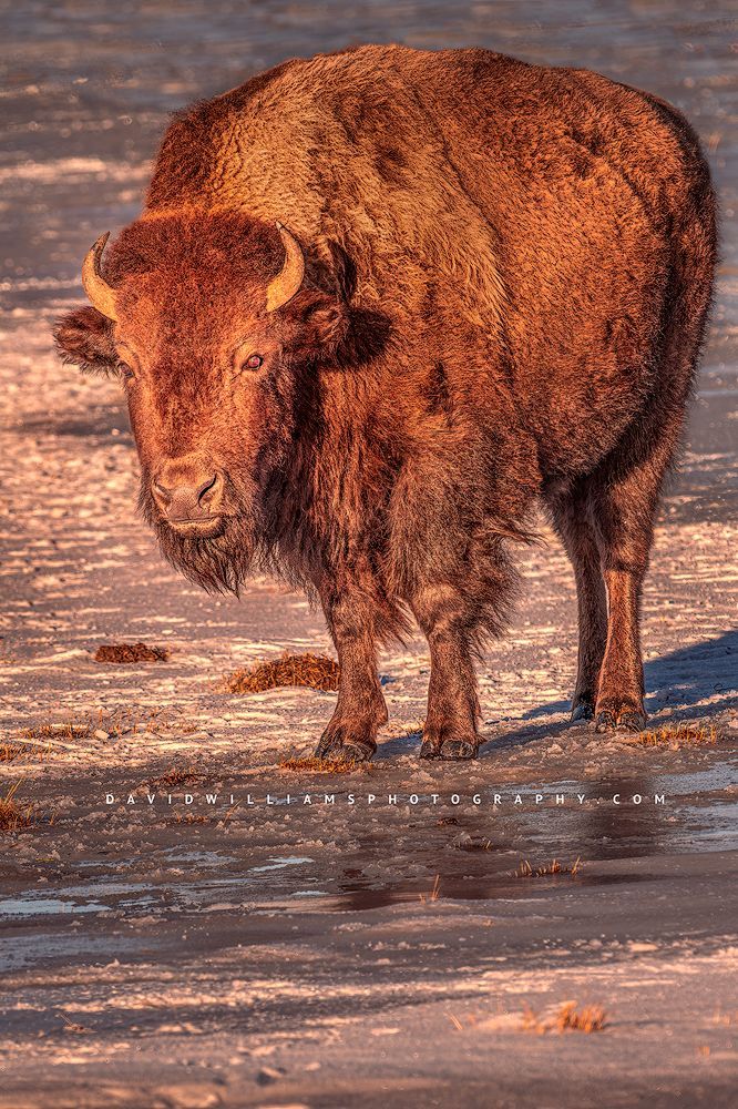 American Bison S 0Z81534