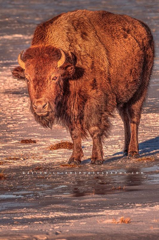 American Bison S 0Z81534