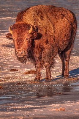 American Bison S 0Z81534