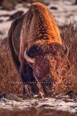 American Bison S NZ96763