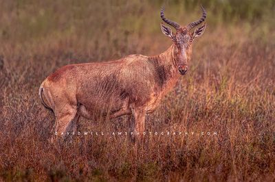 Coke's Hartebeest S NZ97270