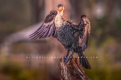 Great Cormorant S NZ97676