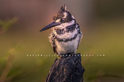 Pied Kingfisher NZ97736