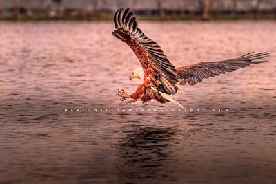 African Fish Eagle NZ97681