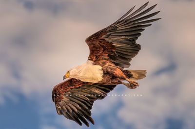 African Fish Eagle NZ97766