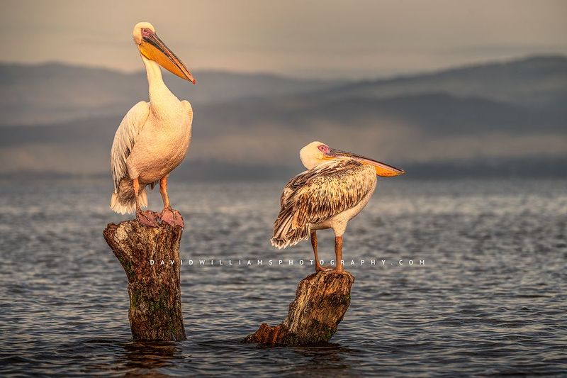 Great White Pelican GP NZ97817