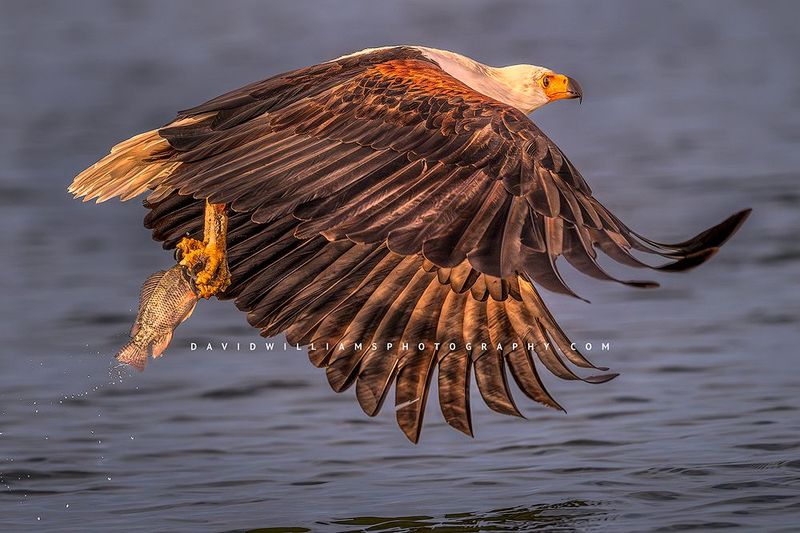 African Fish Eagle NZ97992