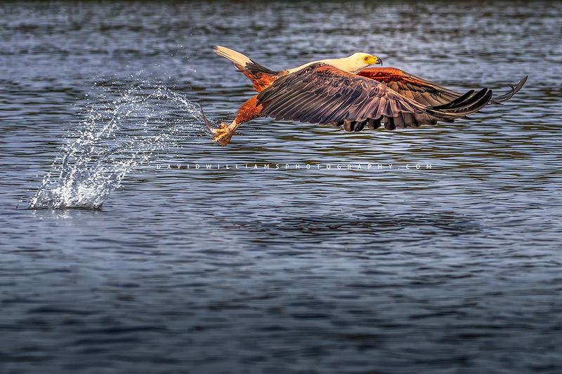 African Fish Eagle NZ98169