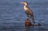 Great Cormorant NZ98036