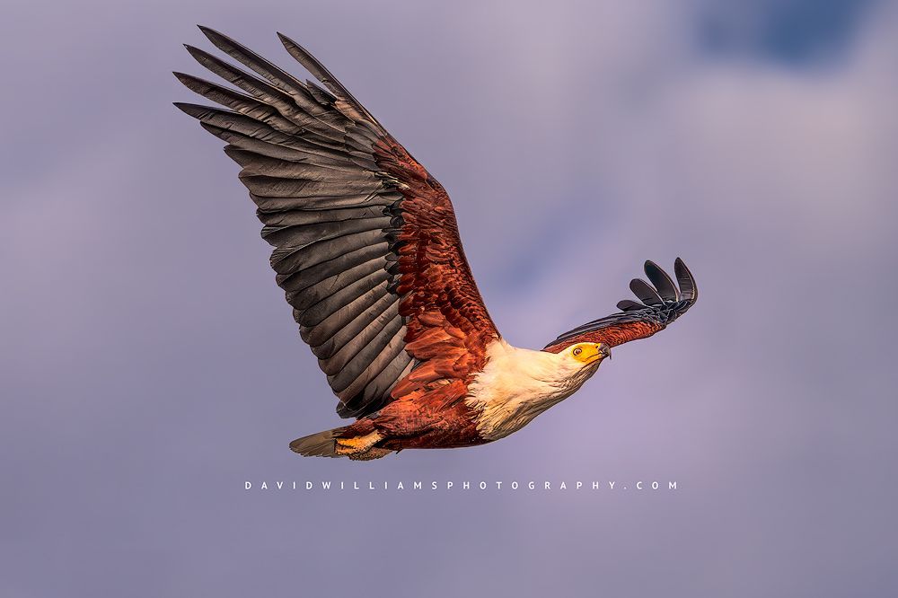 African Fish Eagle NZ98113