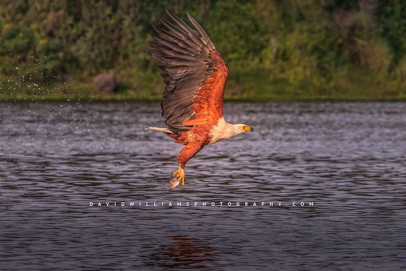 African Fish Eagle NZ98172