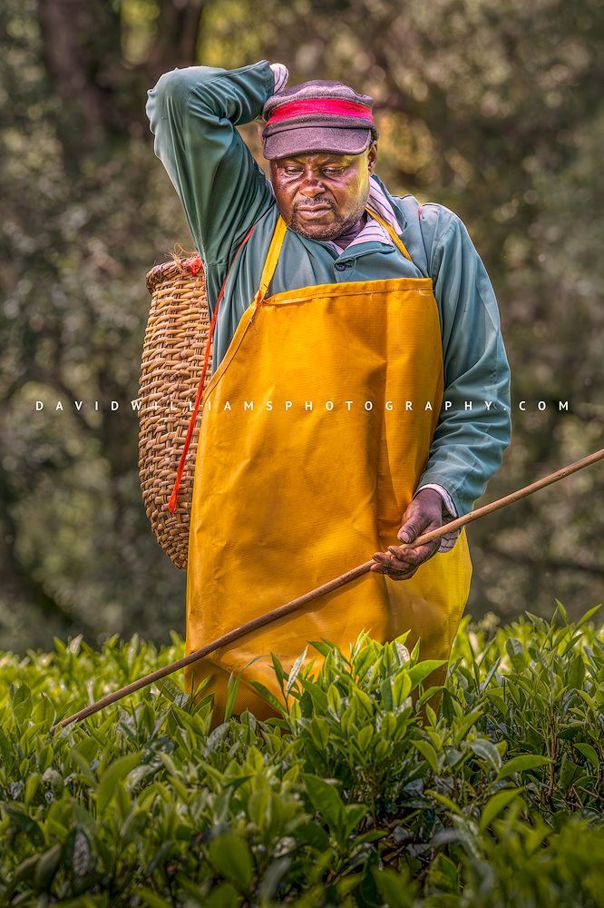 Tea Farmer NZ98436