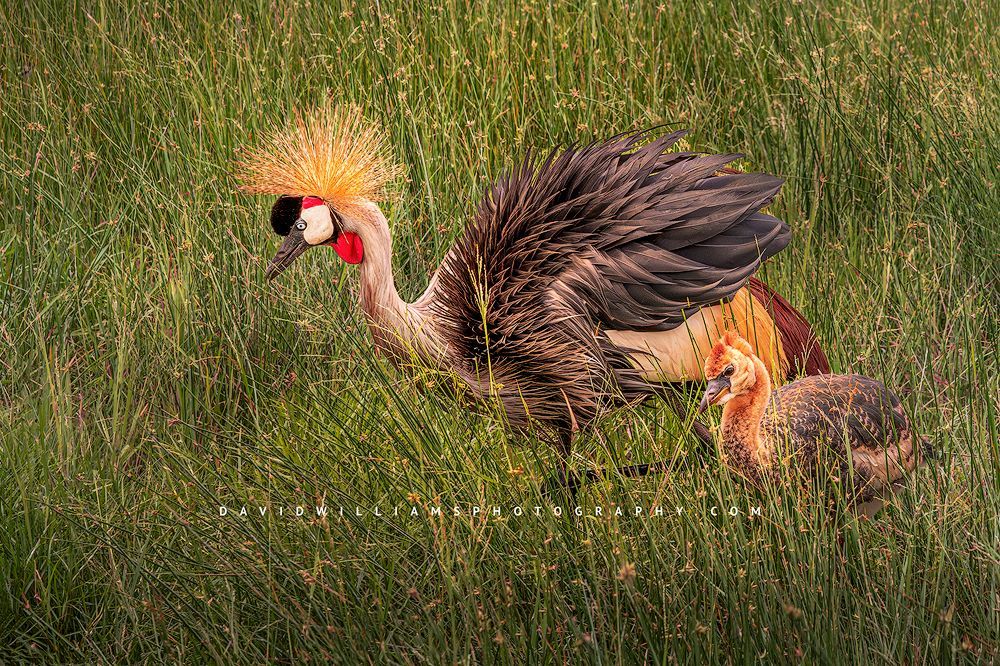 Black Crown Crane GP 0Z81815