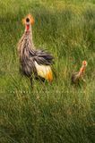 Black Crown Crane GP 0Z81812