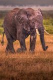 Elephant S NZ98581