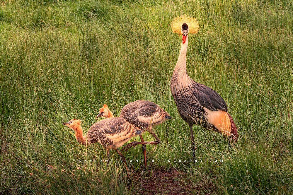 Black Crown Crane GP 0Z81828