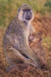 Baboon GP NZ98451