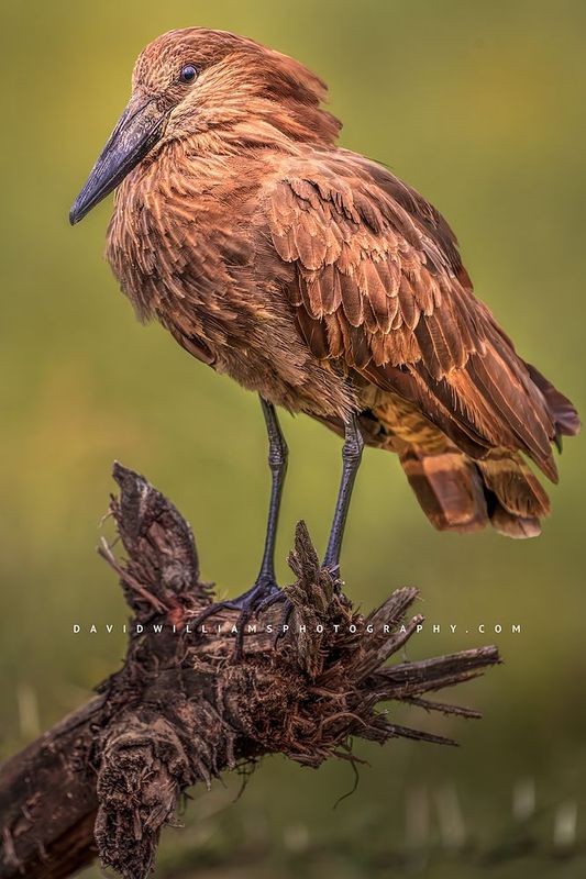 Hamerkop S NZ99132