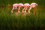 Flamingo GP NZ99336