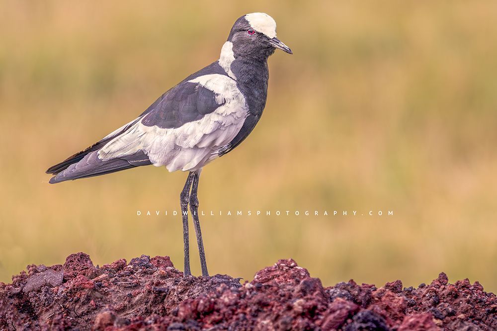 Blacksmith Plover NZ99392