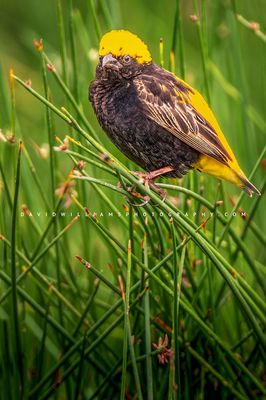 Yellow Crowned Bishop 0Z82106