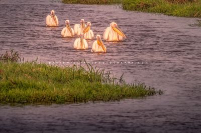 Great White pelican GP 0Z82248