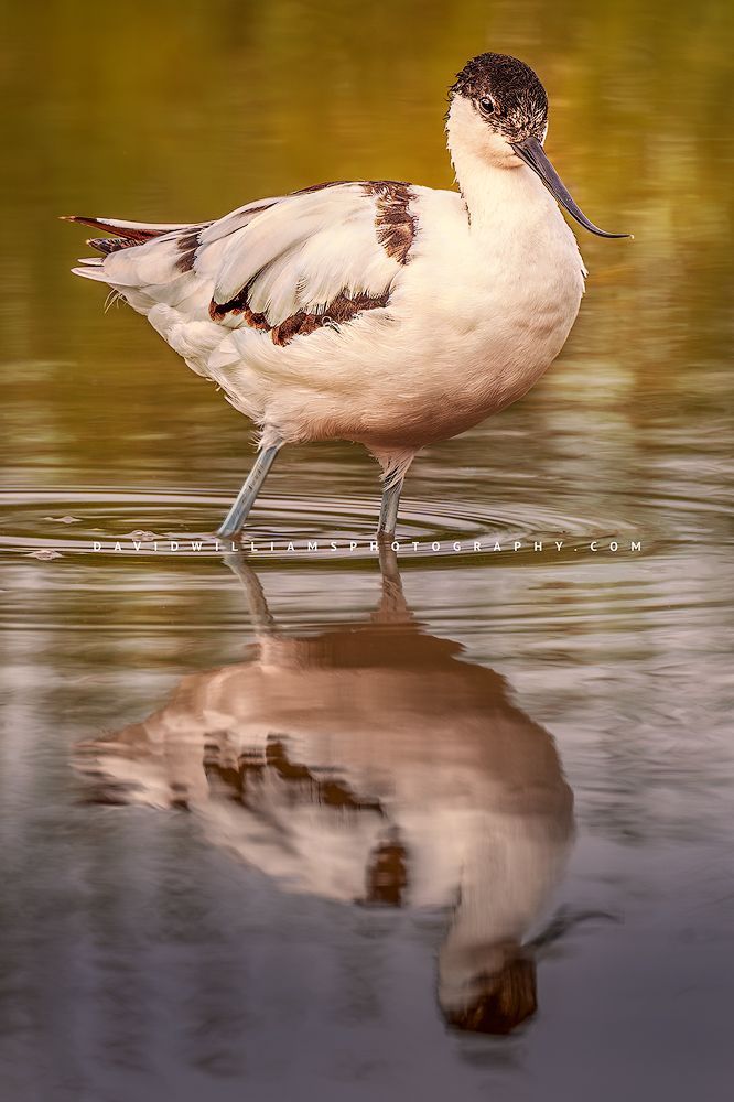 Pied Avocet S 0Z82207