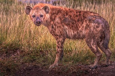 Hyena S NZ99789