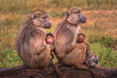 Baboon GP NZ99882