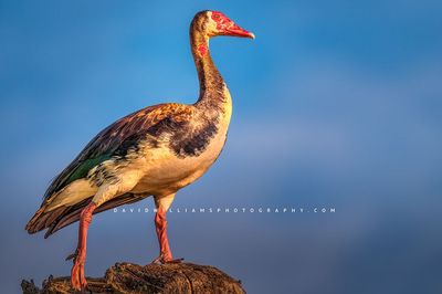 Spur-Winged Goose S 0Z82907