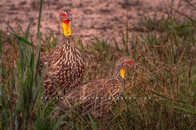 Yellow-Necked Spurfowl GP NZ90787